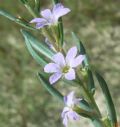 Lythrum hissopifolia